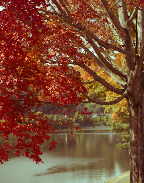 Autumn on the Boulevard