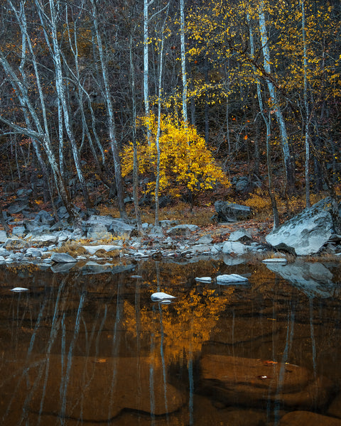 New River Reflections