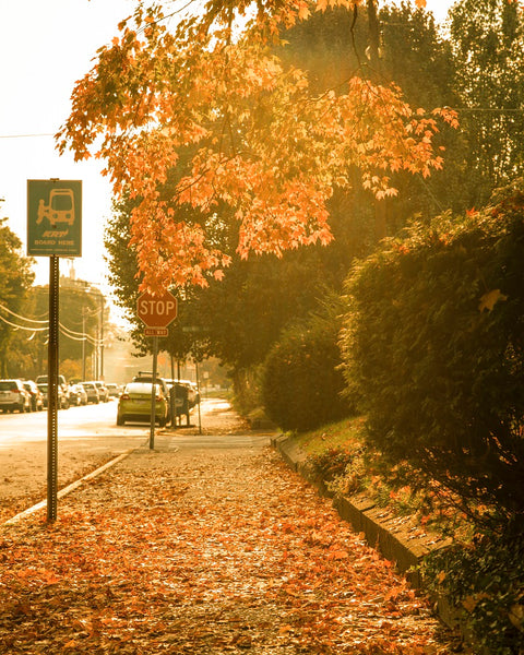 Fall in Charleston